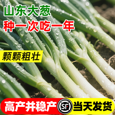 山东大葱正宗高产铁杆