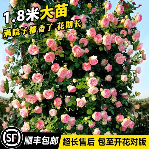 1米8大苗蔷薇花苗藤本月季爬藤