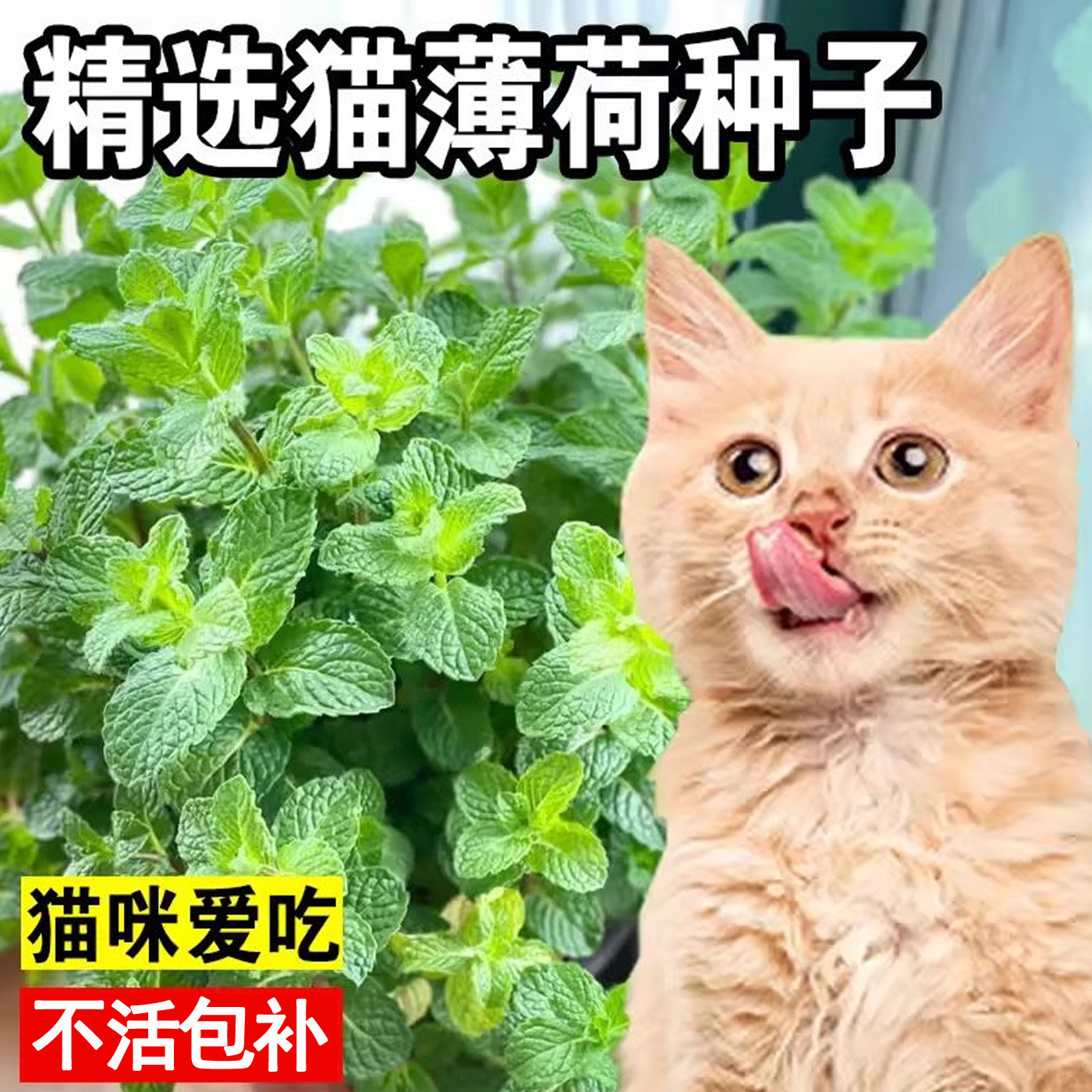 猫薄荷种子可食用薄荷种籽子图片