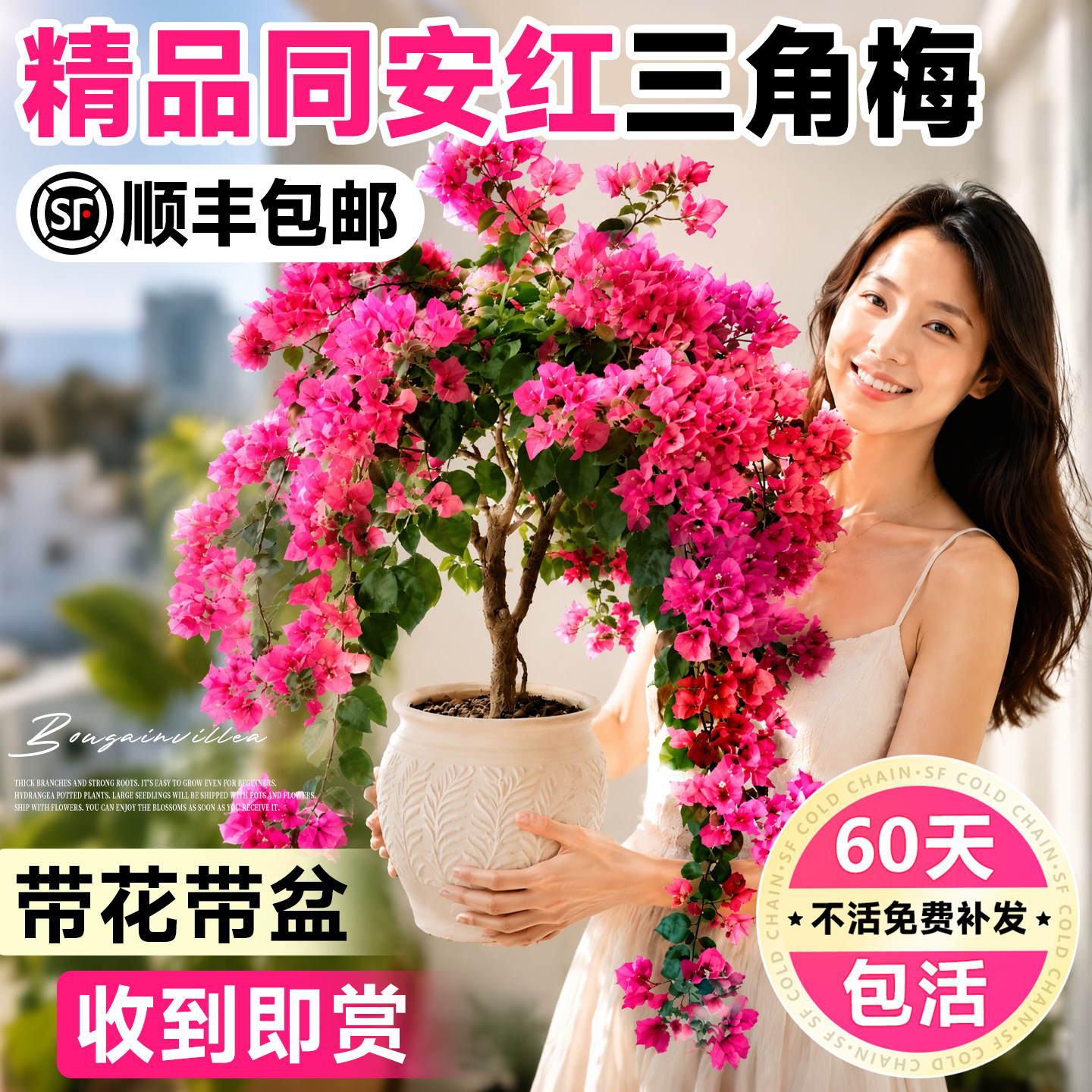 同安红中国红三角梅盆栽老桩带花重瓣漳红樱绿樱花卉好养阳台植物