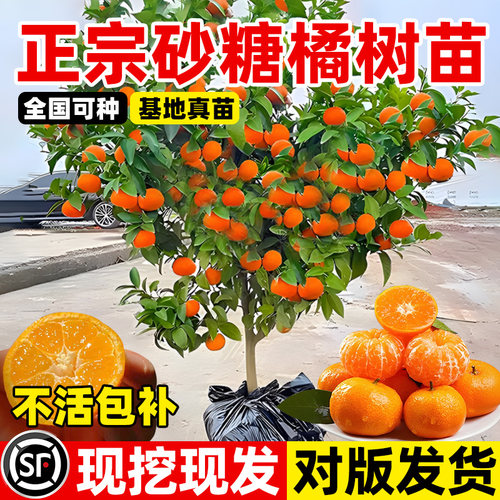 正宗砂糖橘树苗地栽无籽嫁接果苗