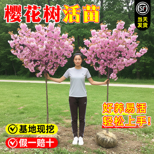 樱花树苗重瓣盆栽室内四季外阳台庭院植物开花绿化风景树苗木活苗