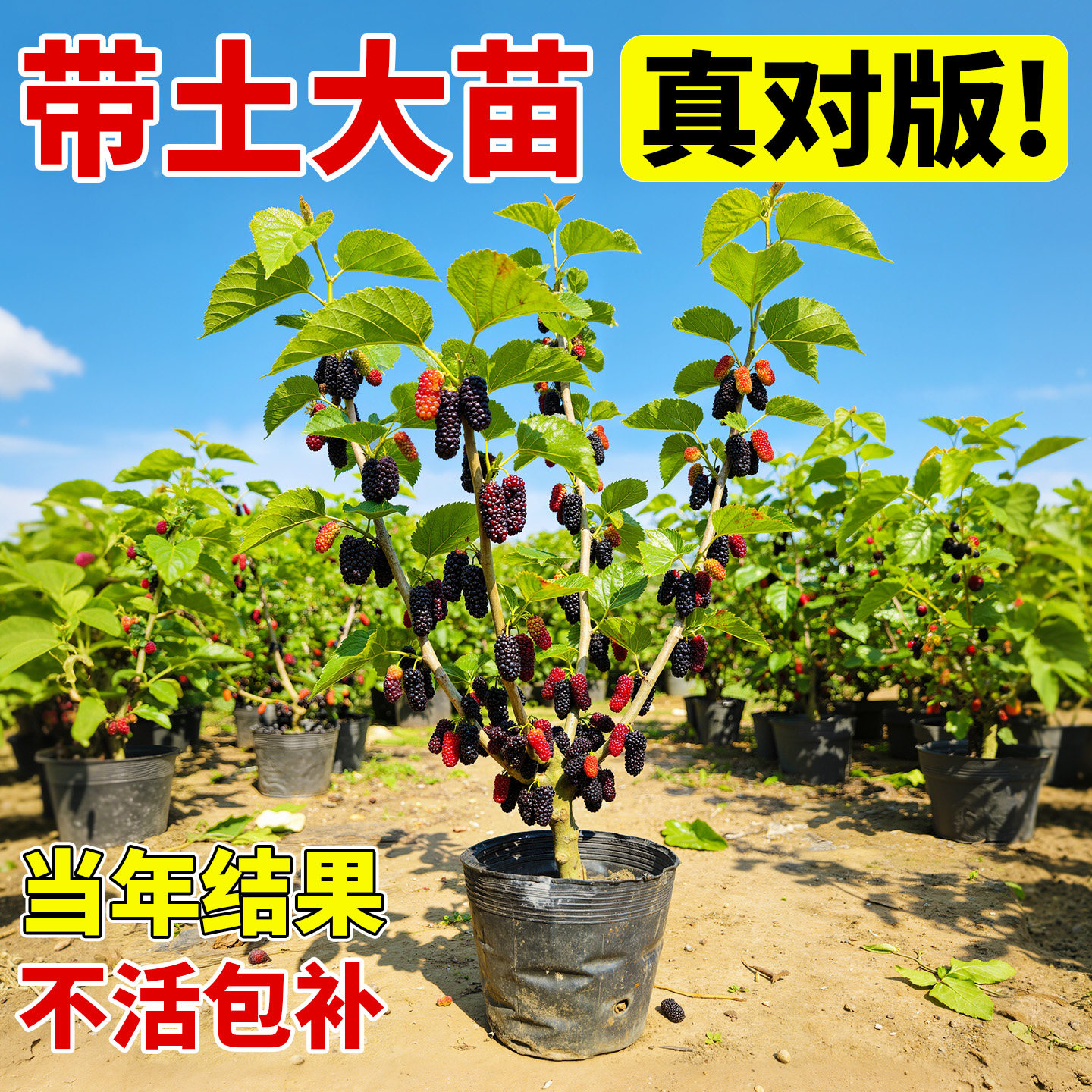 果桑葚树苗当年结果台湾长果桑葚特大号白桑大果嫁接果树果苗盆栽
