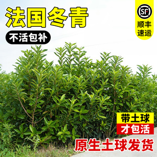 法国冬青树苗大叶冬青树苗四季常青庭院别墅篱笆墙珊瑚树围墙绿化