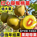 红心猕猴桃树果苗嫁接徐香软枣盆栽地栽雌雄同体南北种植当年结果