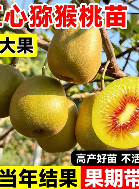 红心猕猴桃树果苗嫁接徐香软枣盆栽地栽雌雄同体南北种植当年结果