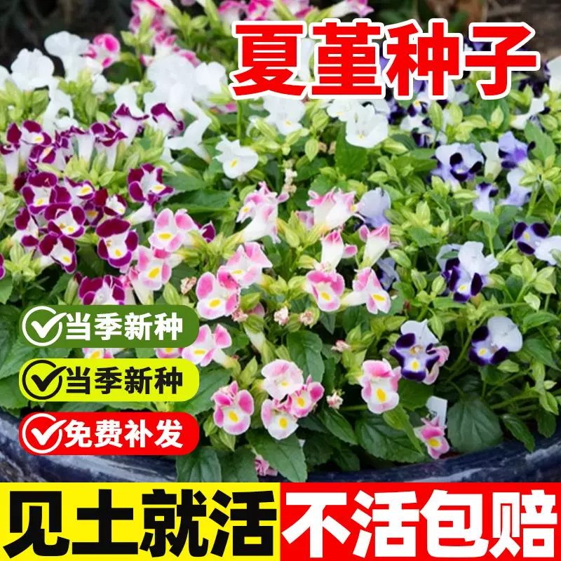 矮生夏堇种子多年生四季种植盆栽开花室外庭院三色堇花种籽子阳台