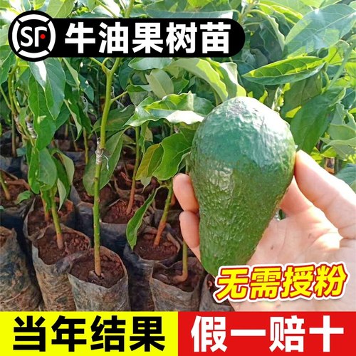 牛油果嫁接苗南北方种植名贵果苗