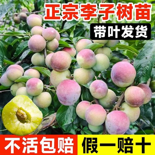 半边红李子树苗五月脆蜂糖新品种