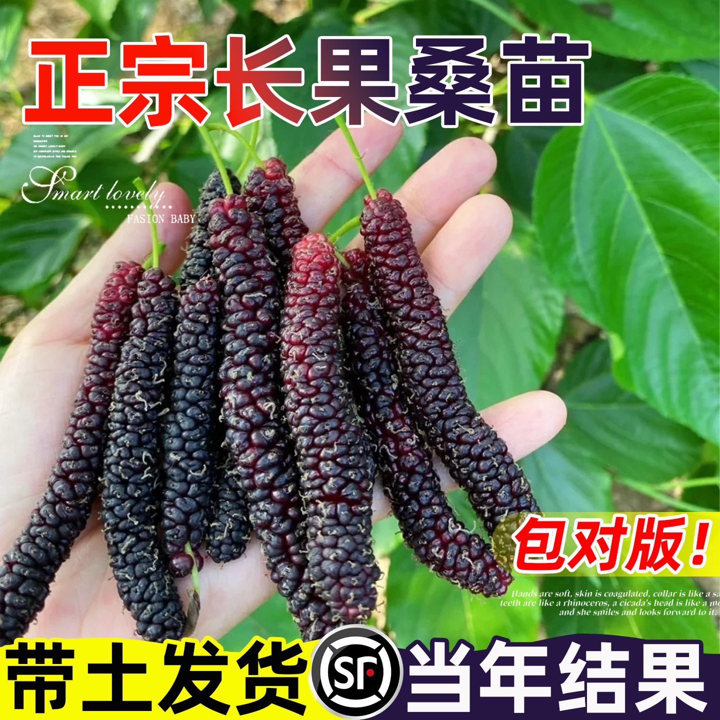 长果桑葚树苗无籽十黑桑大果树盆栽地栽庭院正宗台湾带果嫁接