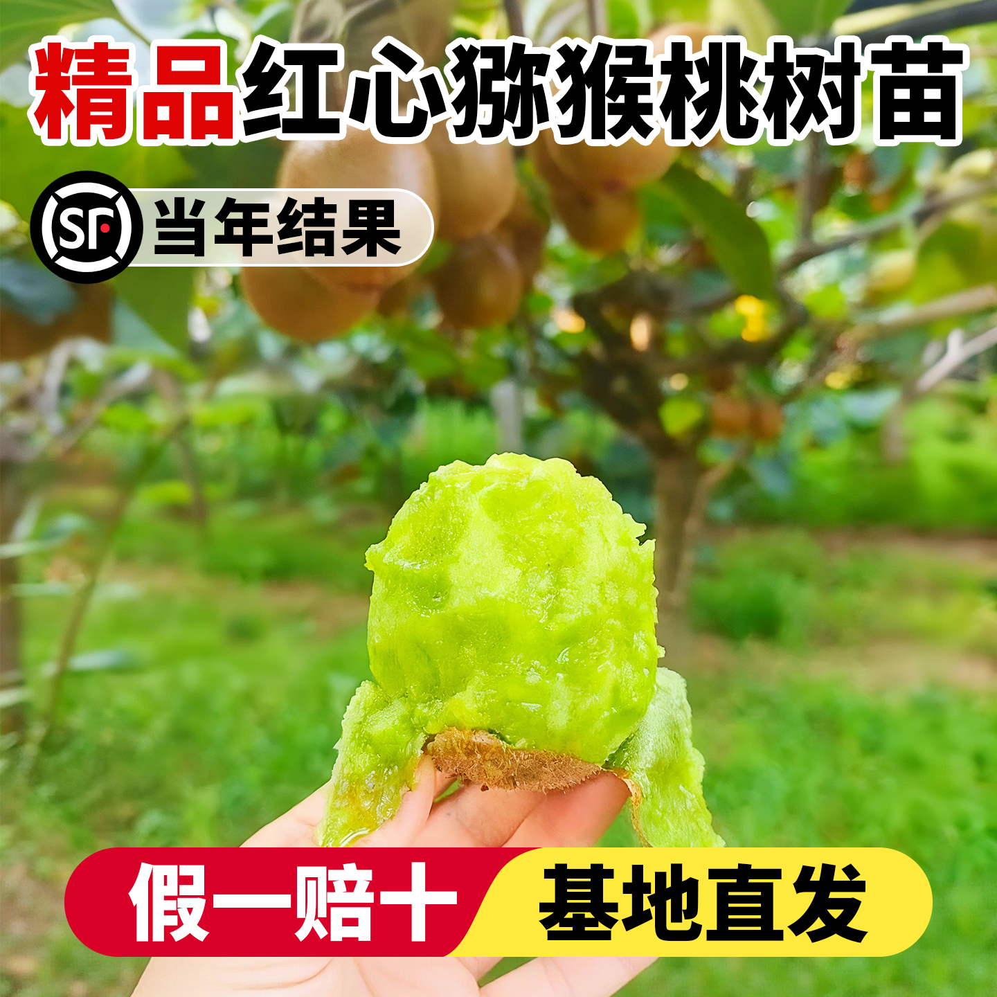 猕猴桃树果苗南北方种植当年结果