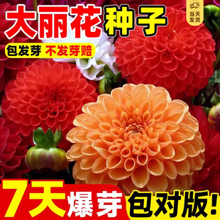 重瓣大丽花种籽子阳台孑四季太阳花盆栽花卉小丽花种子多年生庭院