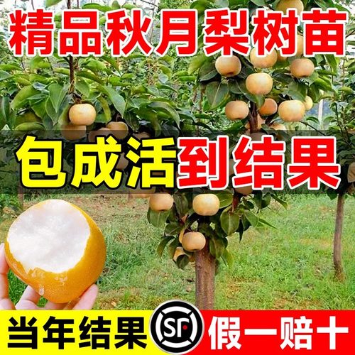 秋月梨树果苗正宗嫁接苗
