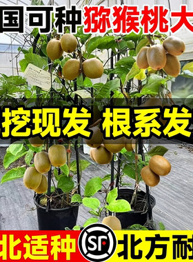 猕猴桃树果苗徐香软枣红心嫁接雌雄同株耐寒全国四季种植庭院地栽