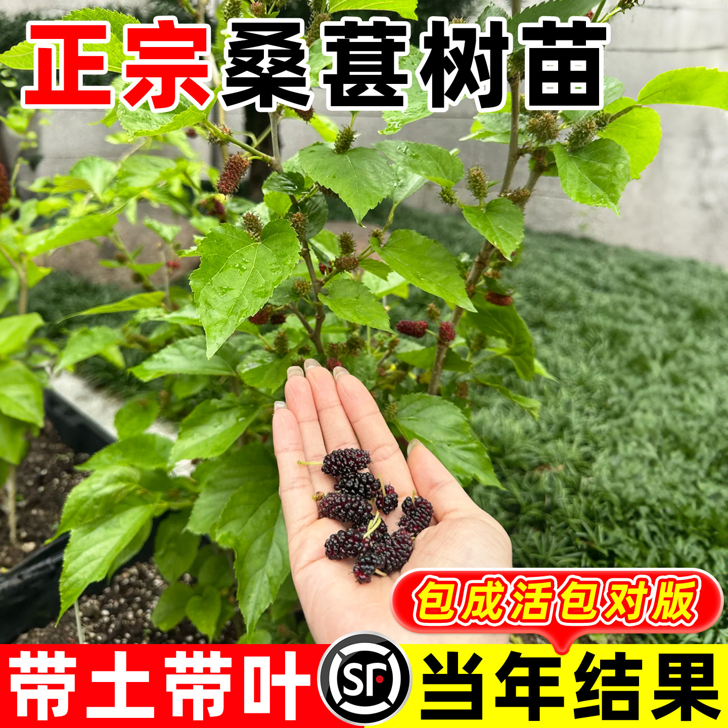桑葚树苗嫁接无籽十长果桑当年结果南北方种植台湾四季地栽正宗