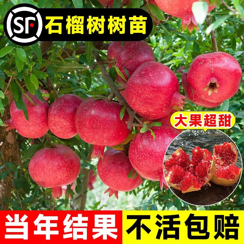 石榴树果树苗突尼斯软籽矮化盆栽图片