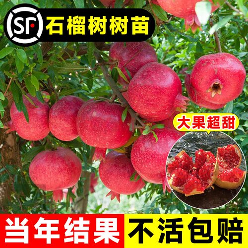 石榴树果树苗突尼斯软籽矮化盆栽
