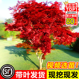 紅舞姬老樁盆栽盆景庭院別墅綠化植物苗室外耐寒 日本紅楓樹苗四季