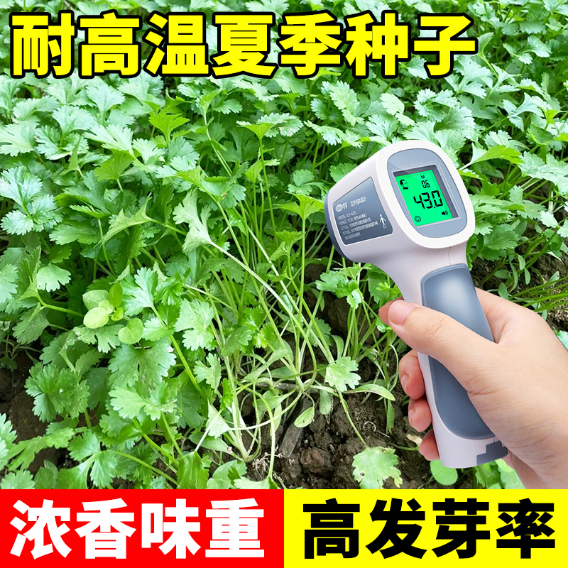 耐热香菜种子四季小叶大叶香菜