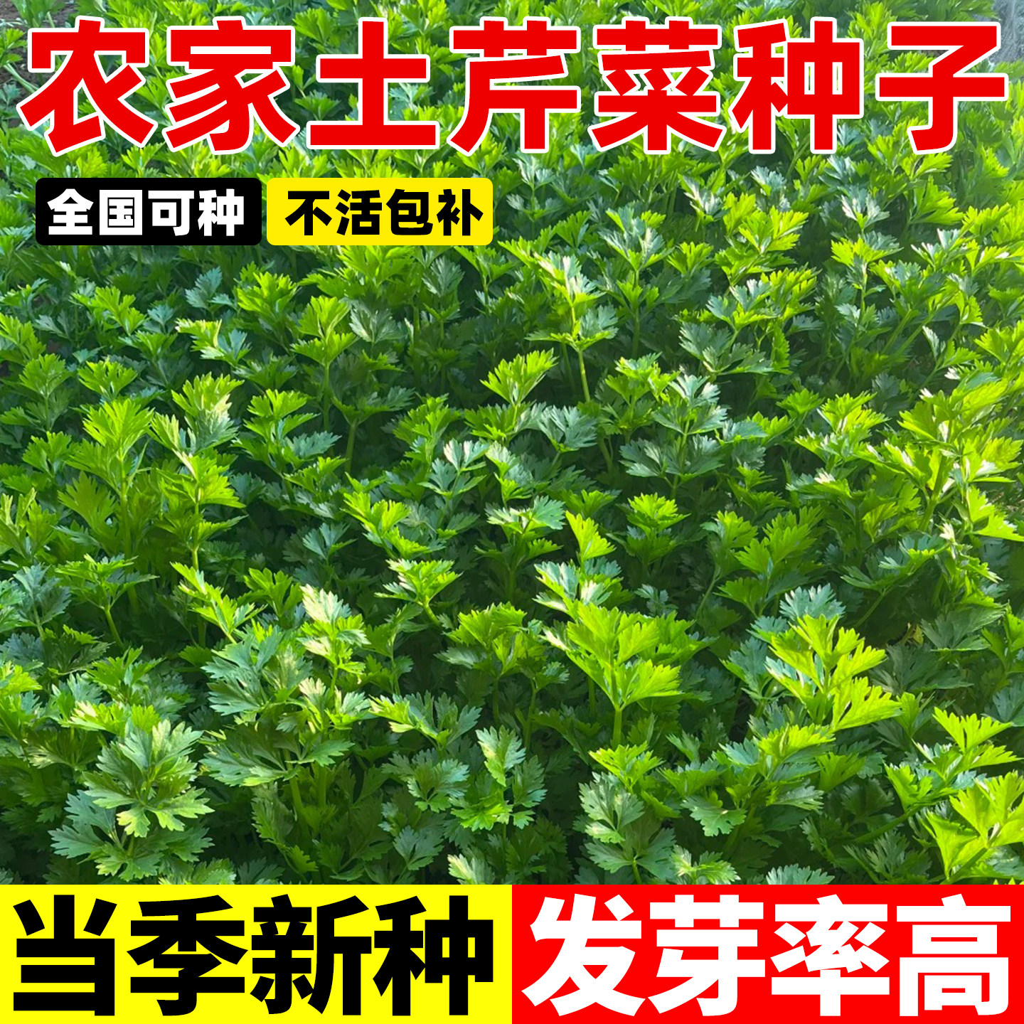 正宗农家野生山芹菜种子大叶芹图片