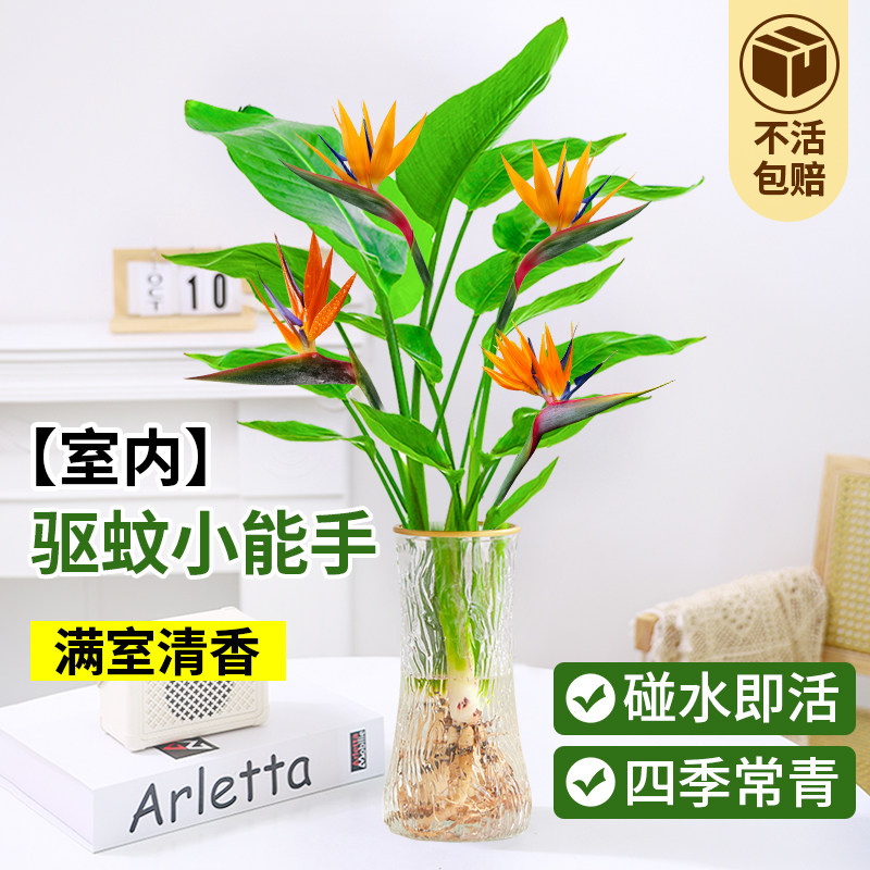 天堂鸟水培植物盆栽室内客厅桌面绿植龟背竹驱蚊观叶花卉四季好养