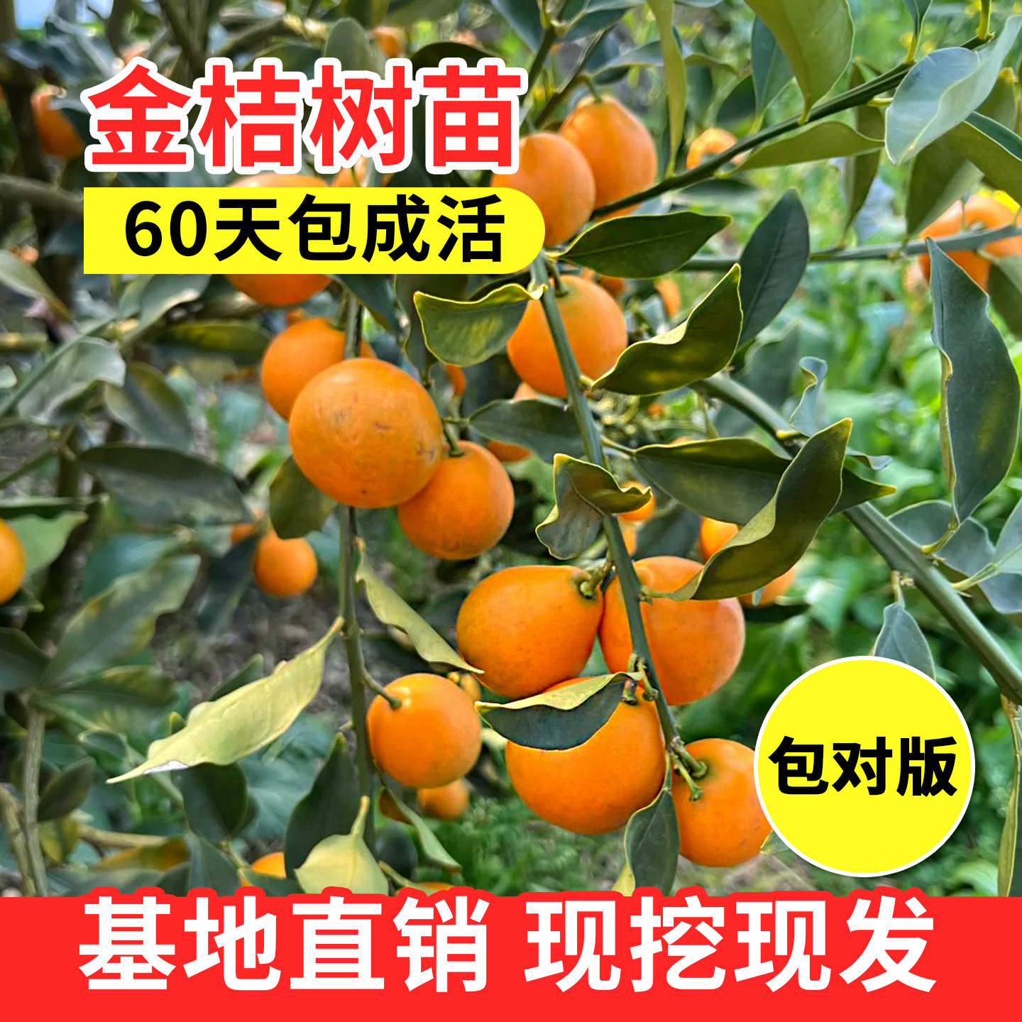 脆皮金桔树树苗可食用脆蜜金桔图片