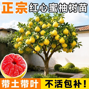 柚子树果苗红心蜜柚三红蜜柚果树苗正宗耐寒室外庭院地栽南北种植