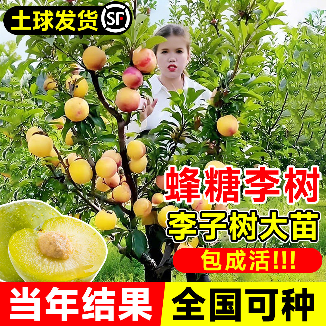 蜂糖李子树苗特大阳台庭院正宗嫁接南北种植果树果苗耐寒当年结果