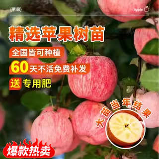 苹果树苗红富士南方种植水果苗