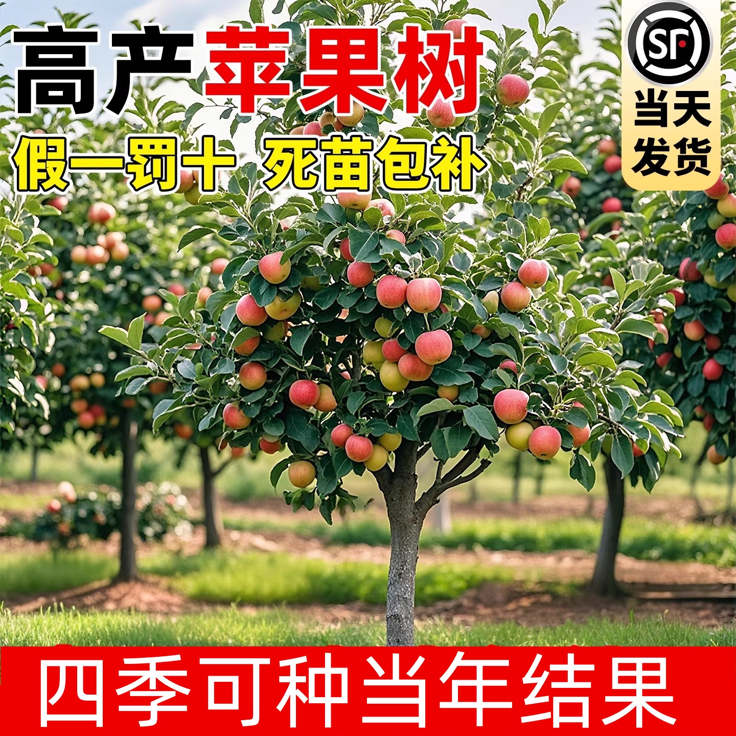 壹植矮化苹果树南北方种植