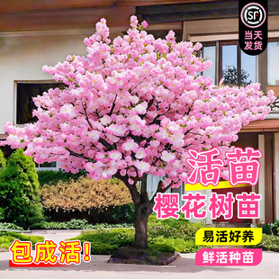 樱花树苗重瓣活苗盆栽室内四季外阳台庭院植物开花绿化风景树苗木