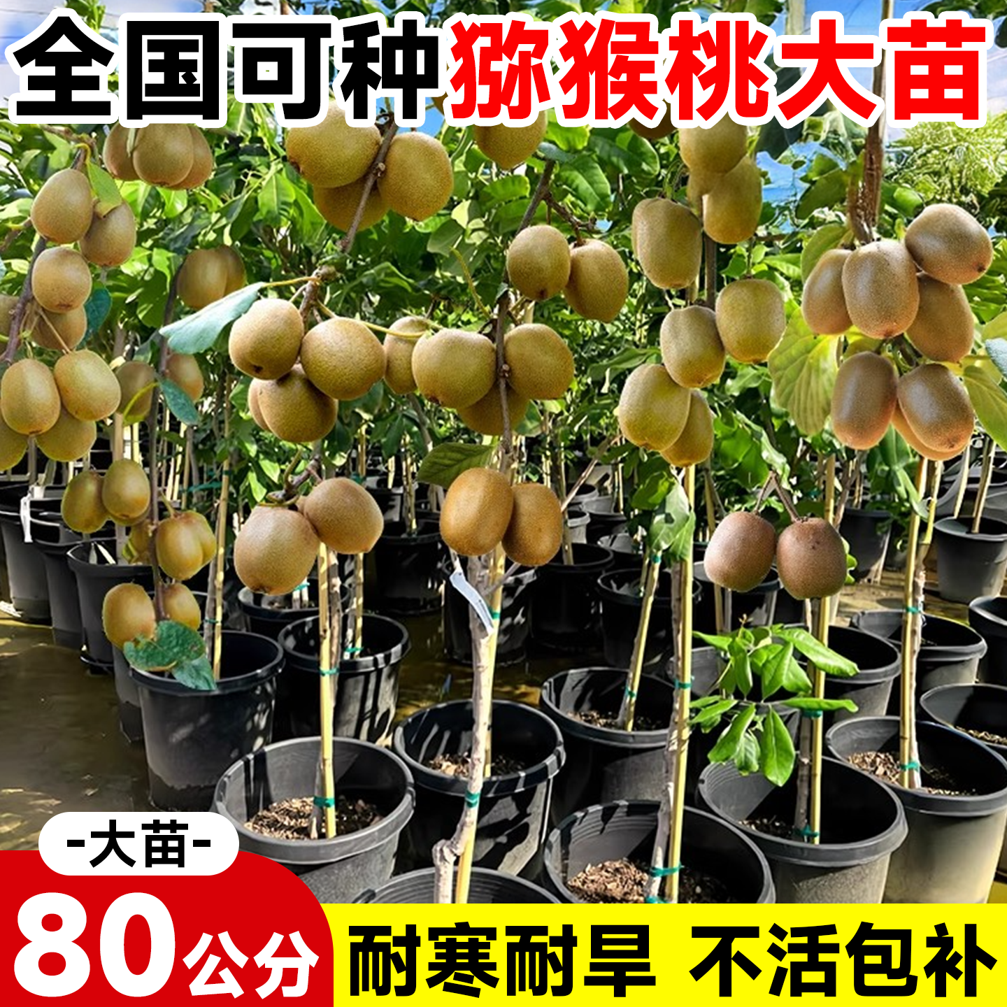 猕猴桃树果南北种植地栽当年结果