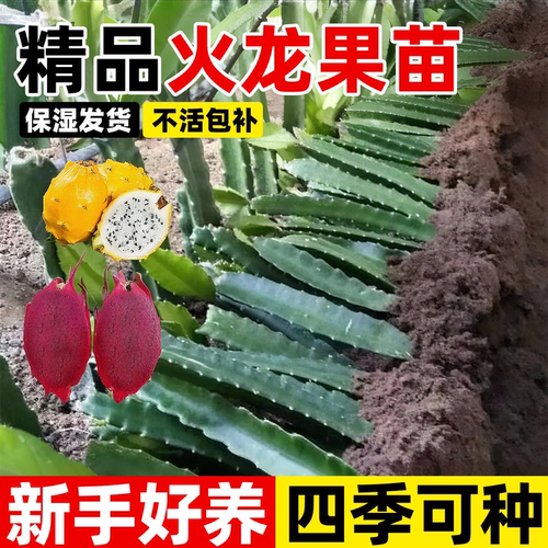 红心火龙果树果苗南北方种植带根