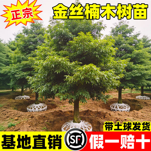 正宗金丝楠木树苗庭院名贵苗木