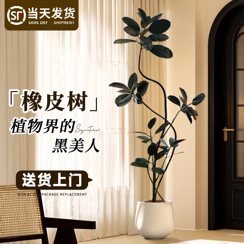 【支持拍照选货】网红造型橡皮树