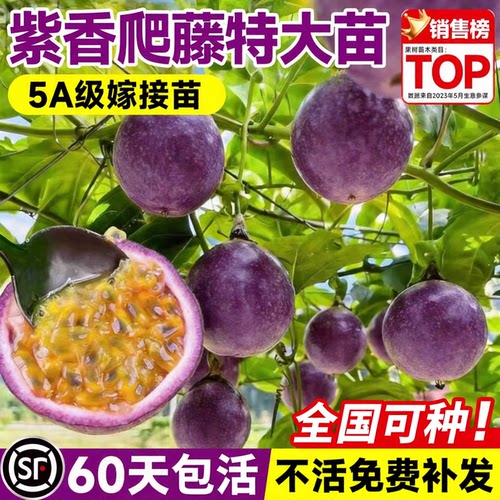紫香百香果树果苗黄金果9号