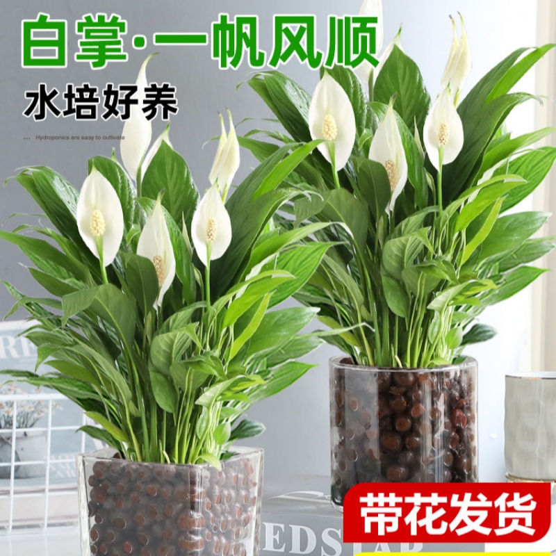 水培白掌特级一帆风顺绿植盆栽
