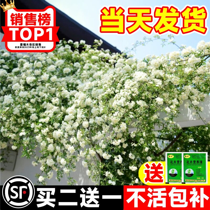 重瓣白木香花苗盆栽四季开花图片