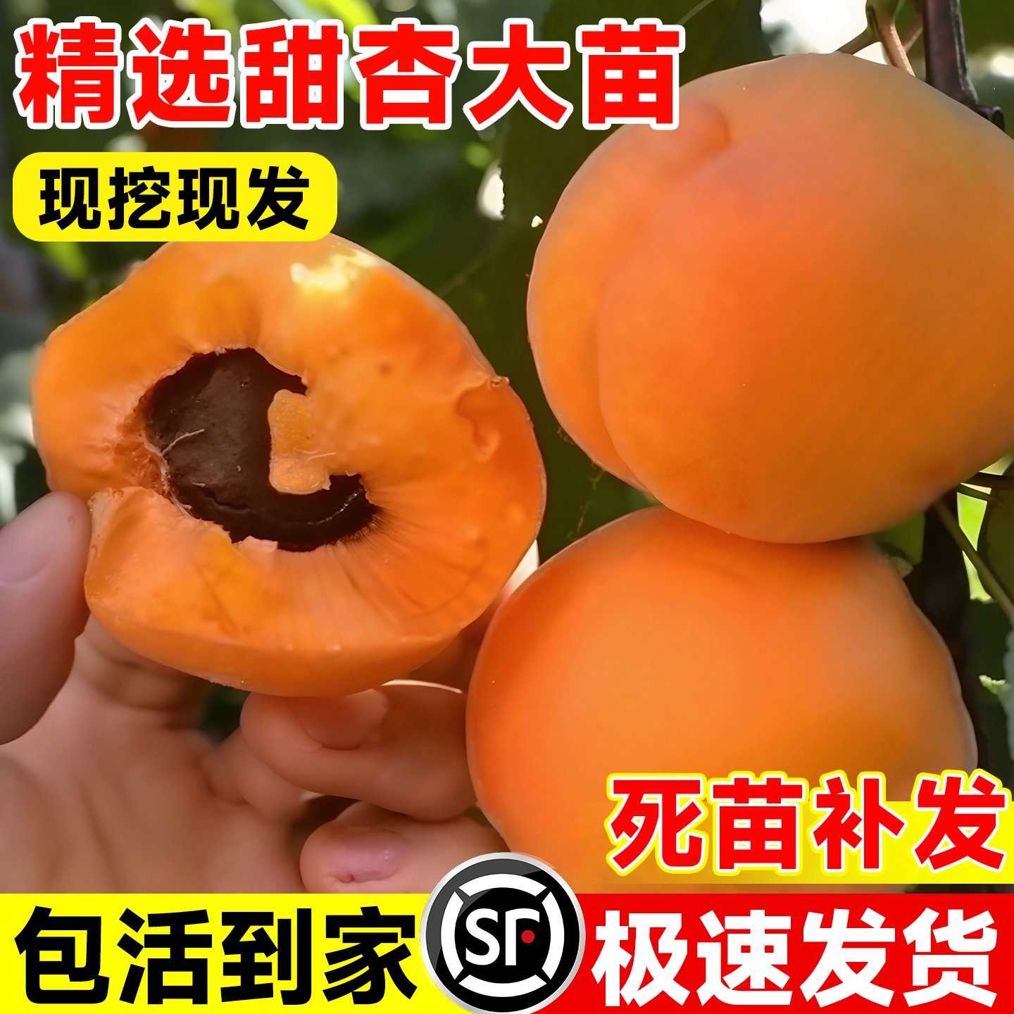 正宗杏树果苗特大杏树果苗种种植