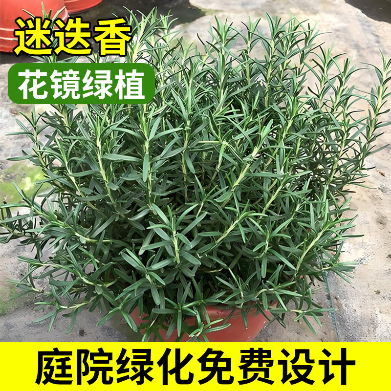 花镜绿植迷迭香苗盆栽可食用室内客厅驱蚊植物香草薄荷四季花卉