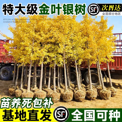 特大金叶银杏树活苗别墅庭院风景