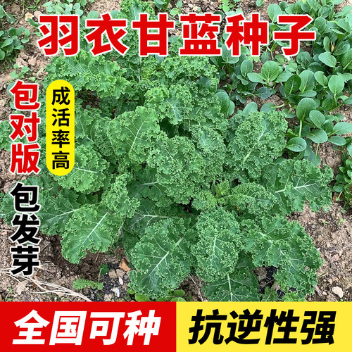 食用羽衣甘蓝种子耐寒高产老品种