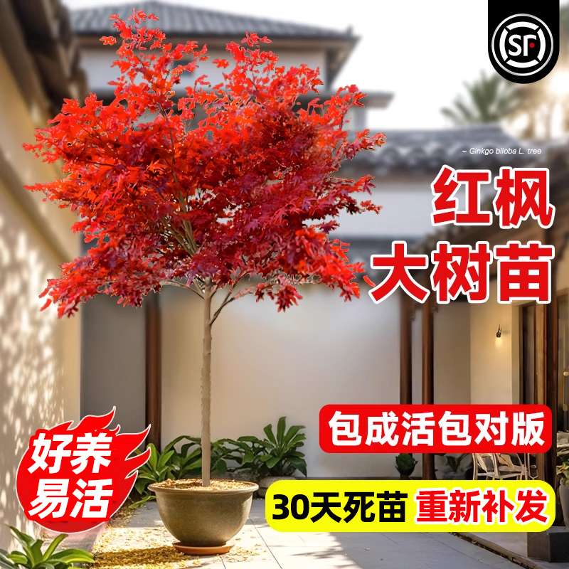 日本红枫树苗庭院别墅绿植