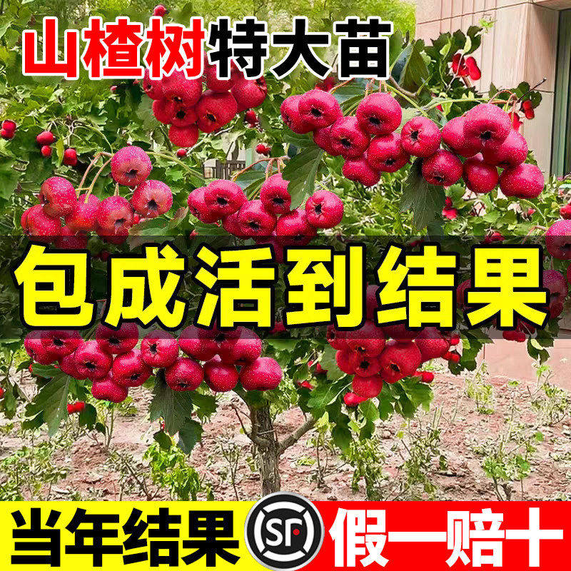 正宗山楂树苗山红苗大五棱甜红子南北方种植庭院地栽无籽嫁接果苗