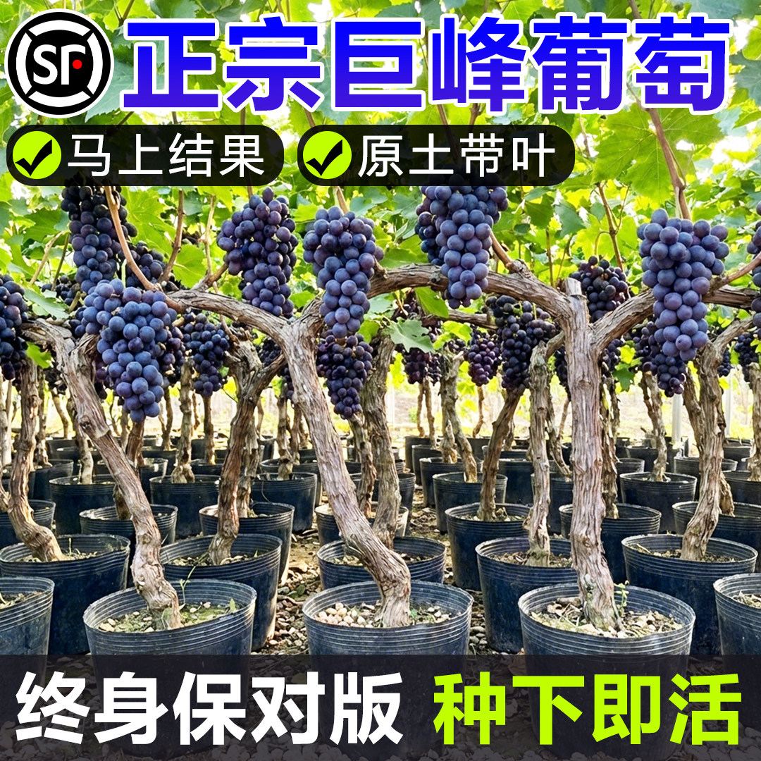 正宗葡萄树苖巨峰无籽爬藤老桩南北方种植当年结果阳光玫瑰蓝宝石