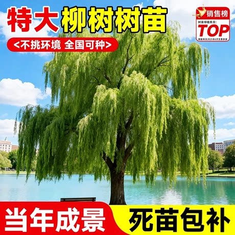 正宗垂柳树苗庭院造景青柳绿化行道树风景树易活河边道路工程苗木