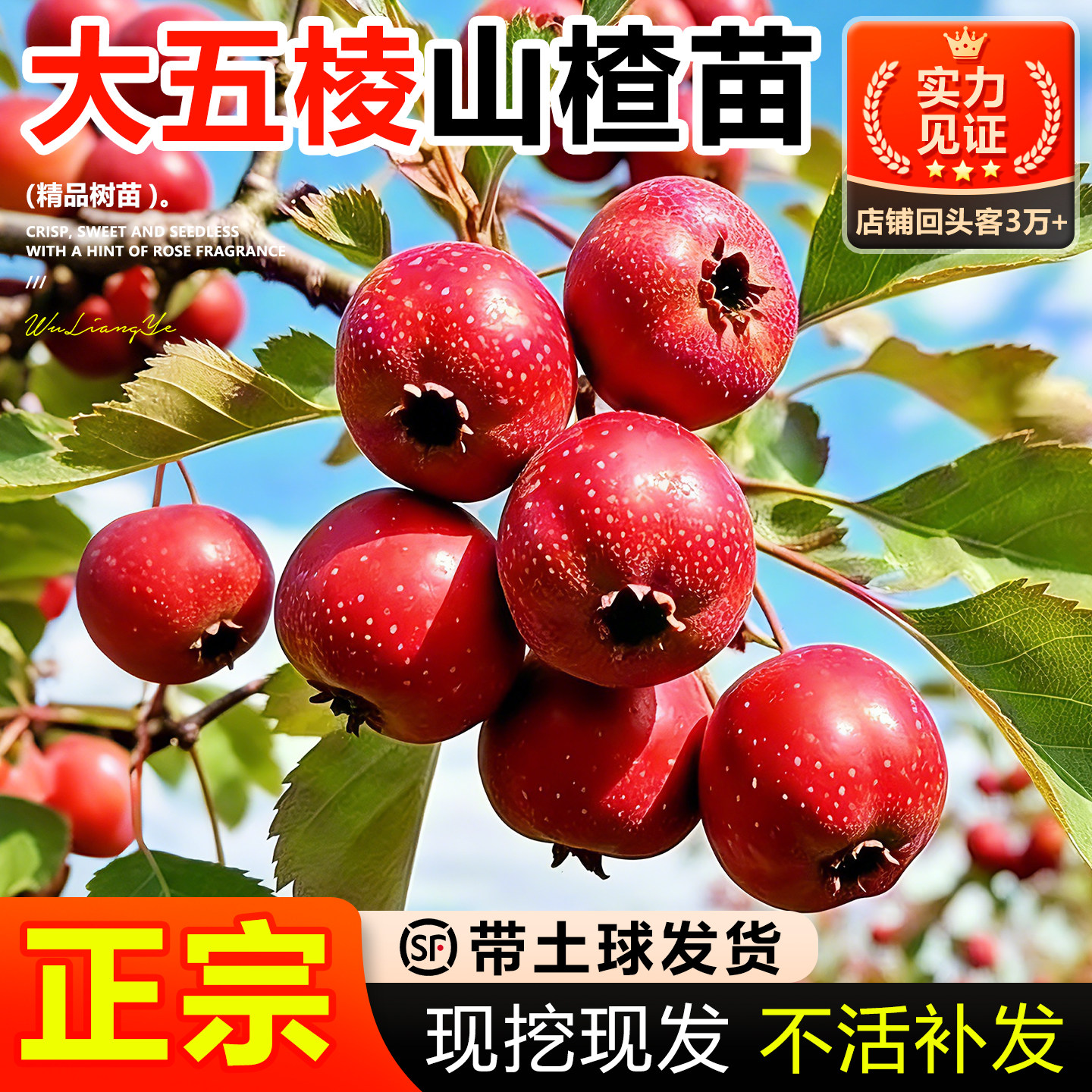 山楂树活苗大金星大五棱苗甜红子黄山楂嫁接歪把红果苗山里红树苗