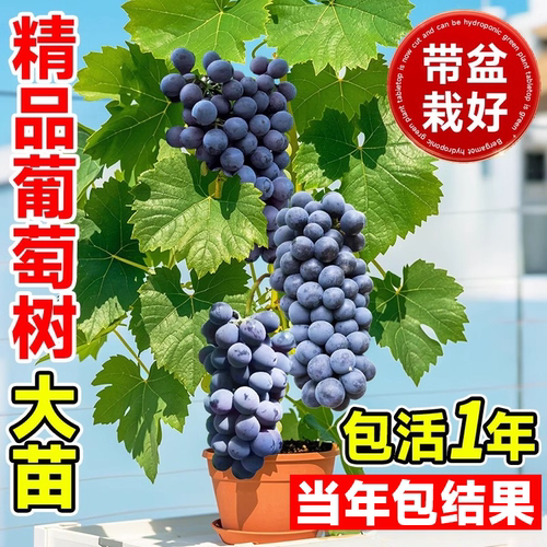 巨峰葡萄树苖盆栽夏黑无籽