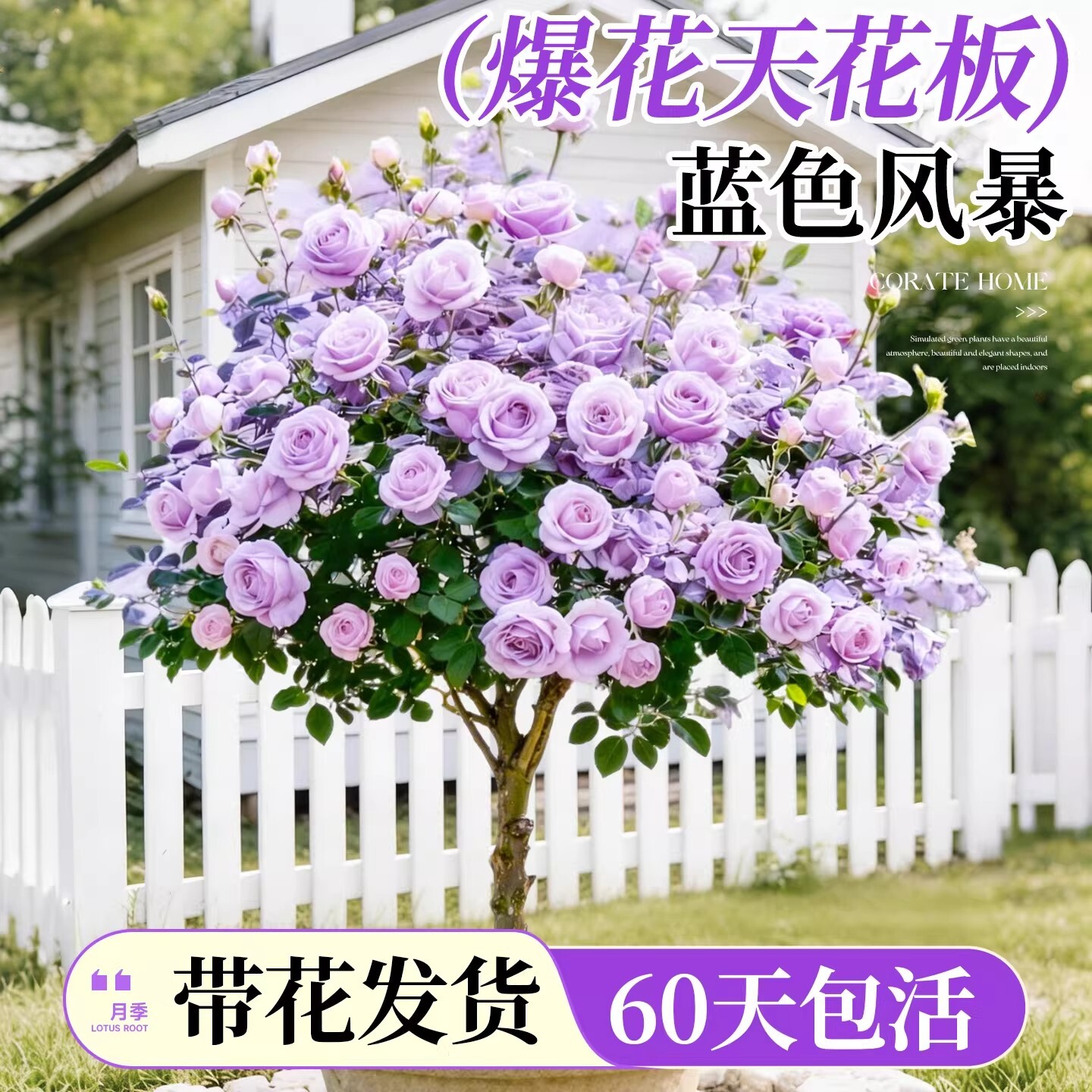 棒棒糖树桩蓝色风暴月季老桩盆栽树状带特大花卉四季玫瑰庭院阳台