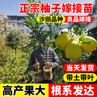柚子树苗沙田嫁接苗红心蜜柚三红蜜柚特大果树果苗南北方庭院种植